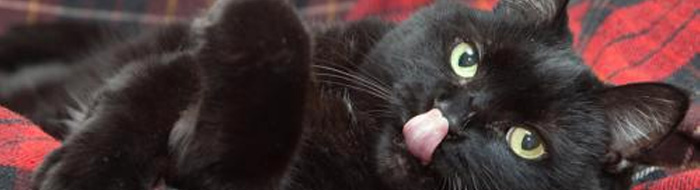 Licensing Fees Animal Shelter Seattle gov