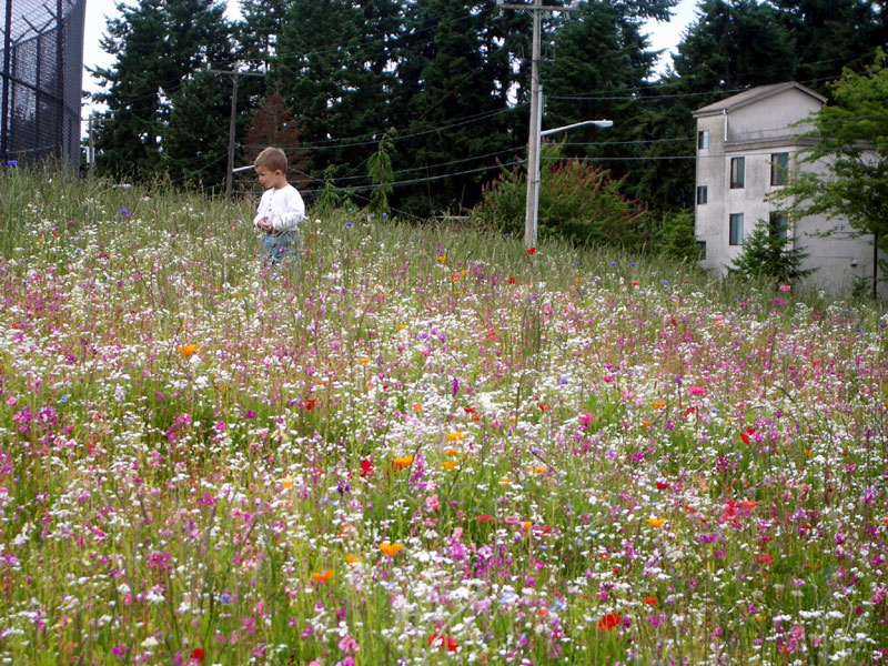 Bitter Lake Reservoir Open Space Parks seattle.gov