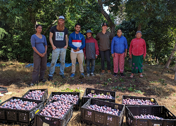 Group of people in orchard with plums