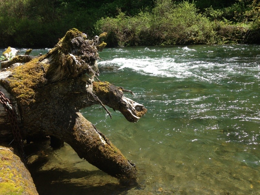 Photo of a stump in a river