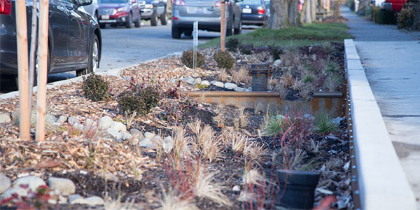 Photo of plantings in the Ballard neighborhood