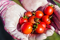 Photo of fresh tomatoes