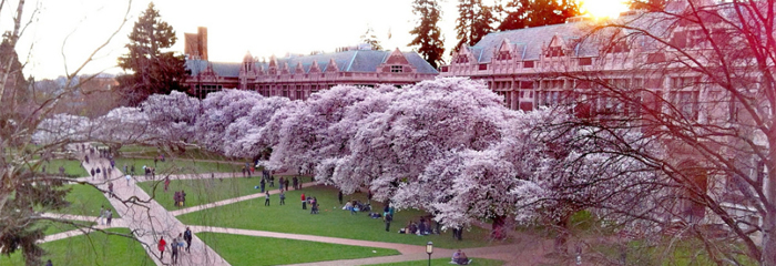 Cherry trees blossom on the University of Washington campus