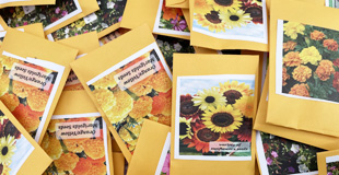 Pile of seed packets with pictures of sunflowers on them.
