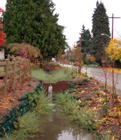 Stormwater flows between stair-stepped grass- and plant-lined pools of the natural drainage system next to NW 110th Street.