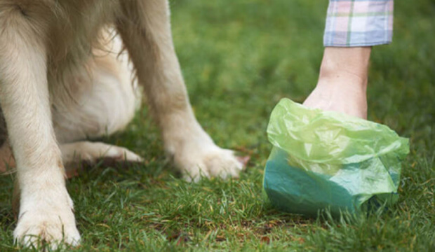 Photo of dog legs and feet with hand of owner bagging dog waste.