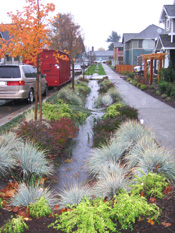 Storm water runs through multi-colored bushes and two young trees in a drainage planting near a sidewalk in High Point. 