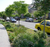 Bushes and trees fill a natural drainage system between a residential street and sidewalk.