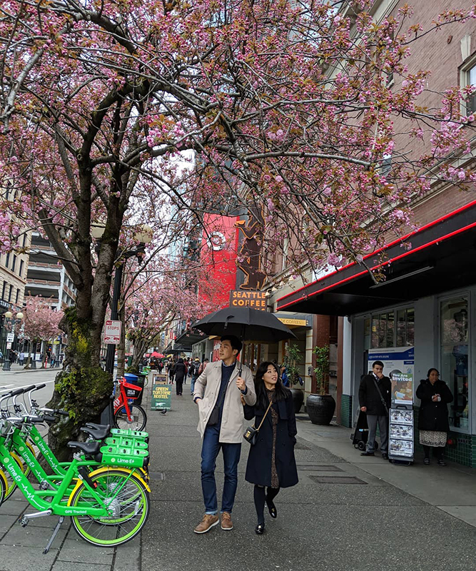 Couple walking downtown under cherry trees
