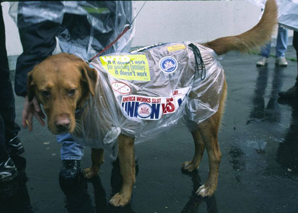 Citation: Dog at WTO rally, November 30, 1999. Copyright Peter Yates
