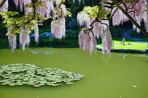 Japanese Garden