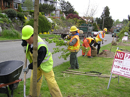 Landscape crew planting trees