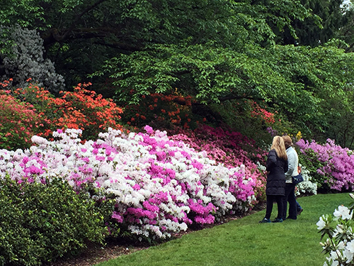 Washington Park Arboretum