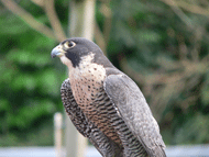 Peregrine Falcon Utilities Seattlegov