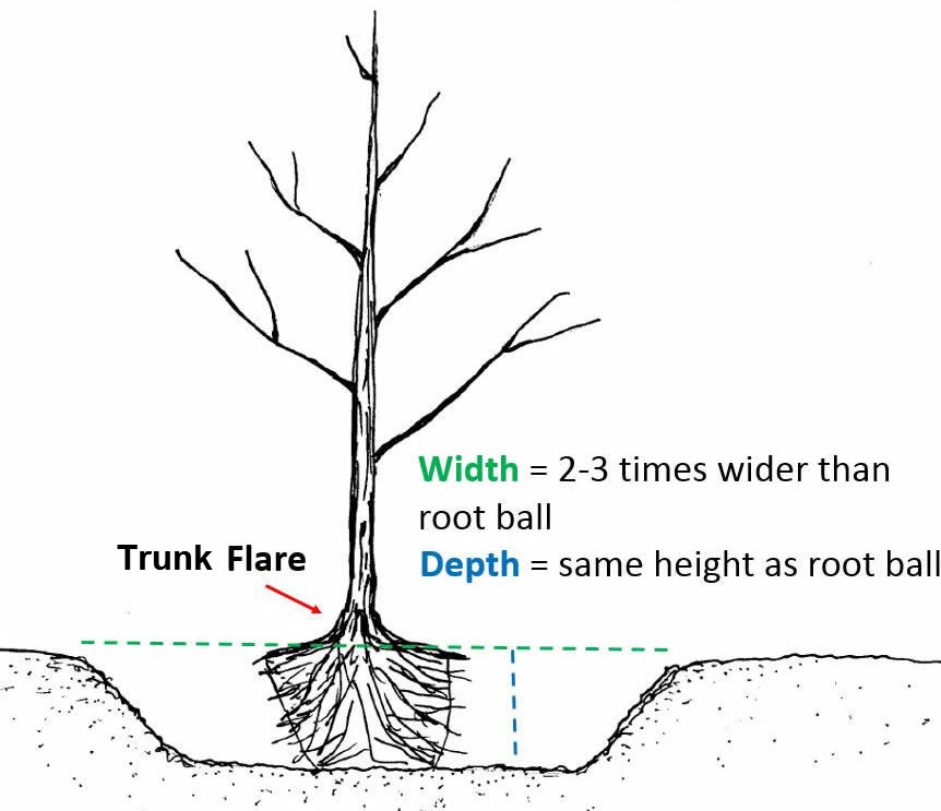 Tree Root Depth Chart