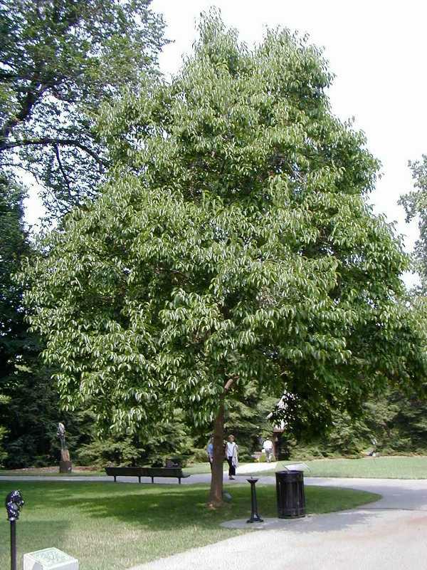 Hardy Rubber Tree Trees seattle.gov