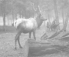 elk