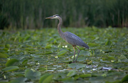 Blue Heron