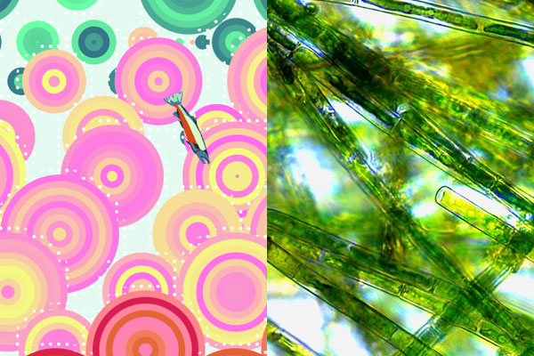 Collage of two artworks. On the left is a data visualizaton of concentric circles depicting the amount and type of salmon at the Fremont Bridge. On the right is a microcospic view of plankton that looks like green tubes.