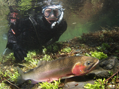 A snorkeler examines a fish underwater