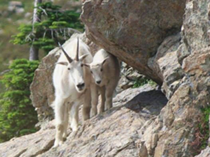 Two white goats walk along a rocky hillside