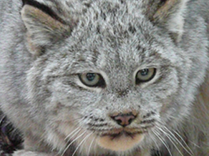 A lynx looks directly toward the camera, ready to pounce