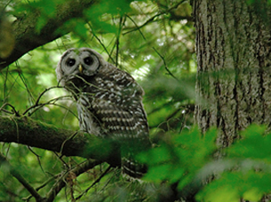 An owl looks out from between green tree branches