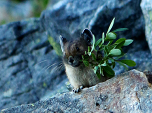 A small pika hides near greenery behind a rock