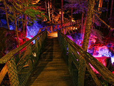 Ladder Creek Falls trail at night