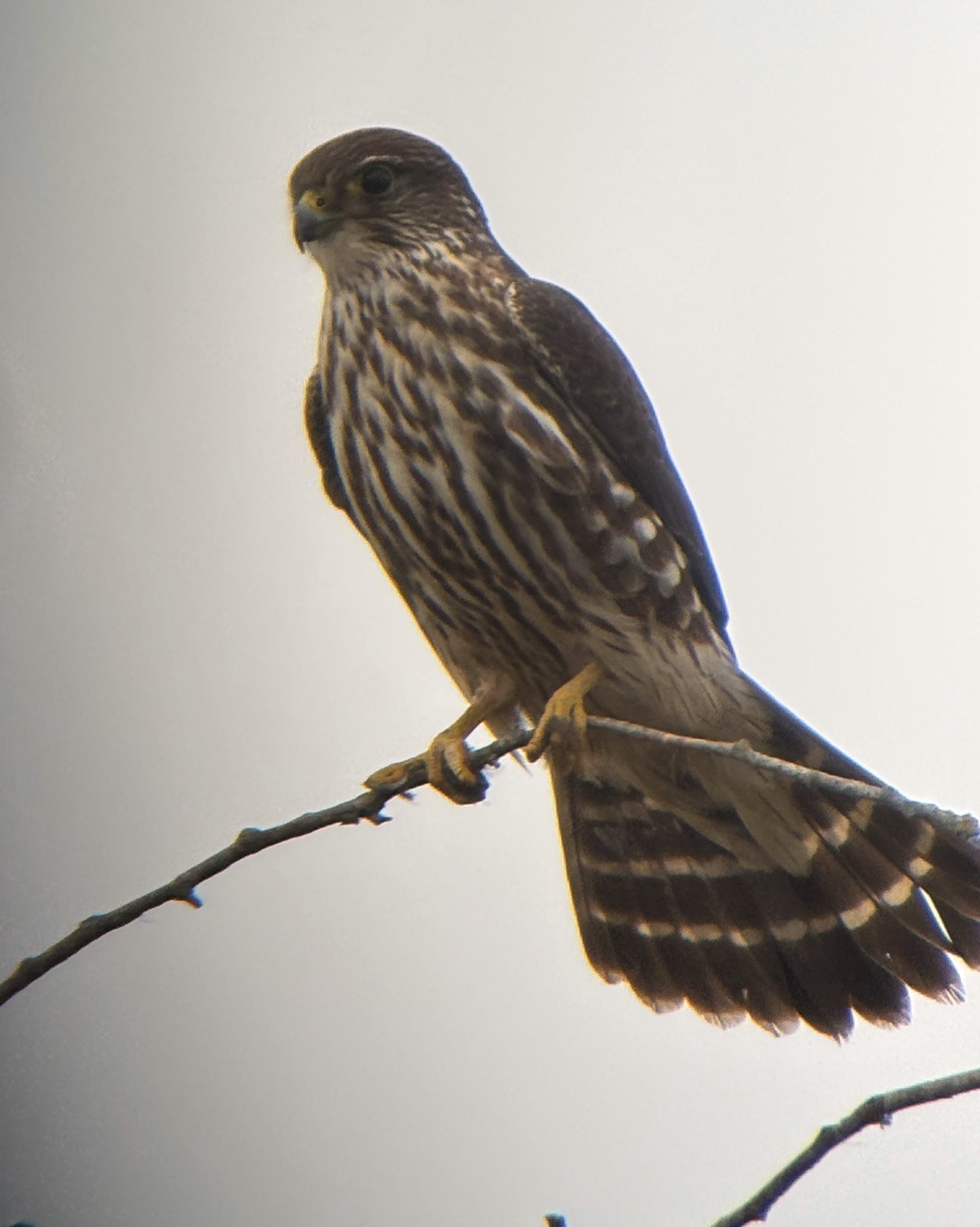 A Cooper's hawk perched on a branch