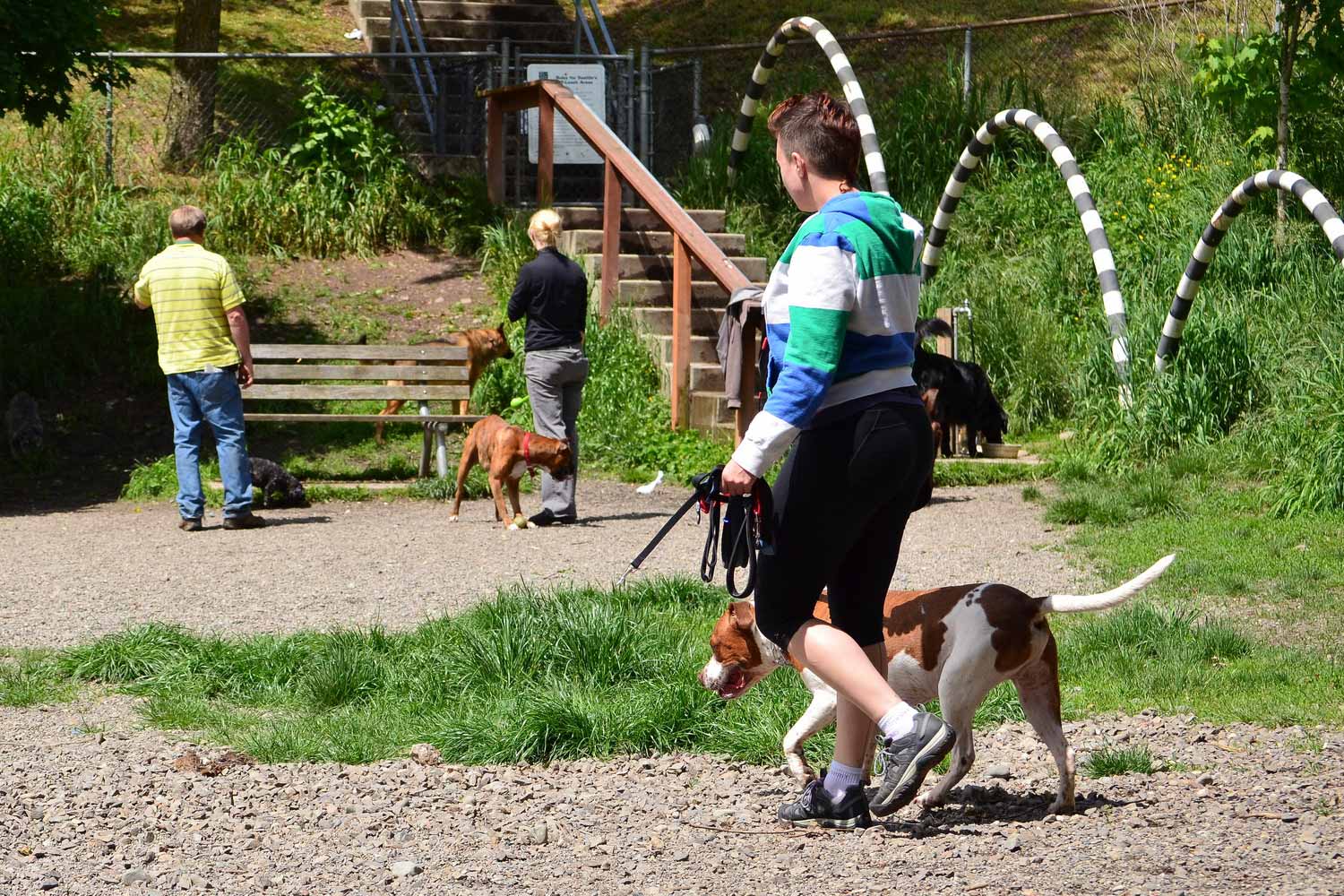 Dogs And People Interacting At Dogs At Blue Dog Pond Off Leash Area Dogs And People Interacting At Dogs At Blue Dog Pond Off Leash Area
