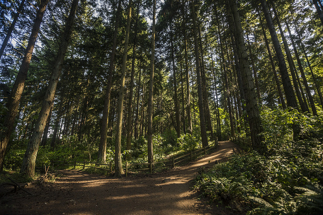 Westcrest Park Parks Seattle Gov