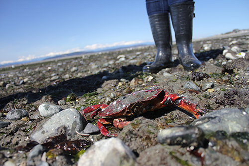 Carbon Beach Exploration