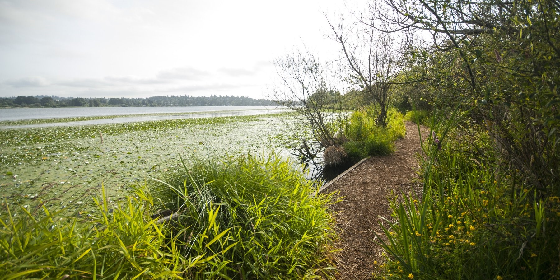 waterline of lake abuts marsh trail