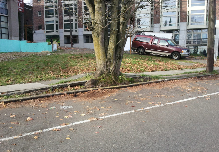 Tree to be preserved at Cayton Corner