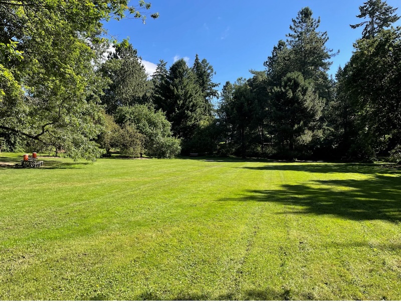 Woodland Meadow Overview