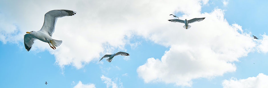 Birds flying in sky.