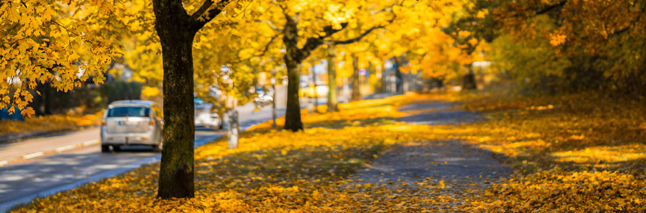 Leaf Blower Best Practices