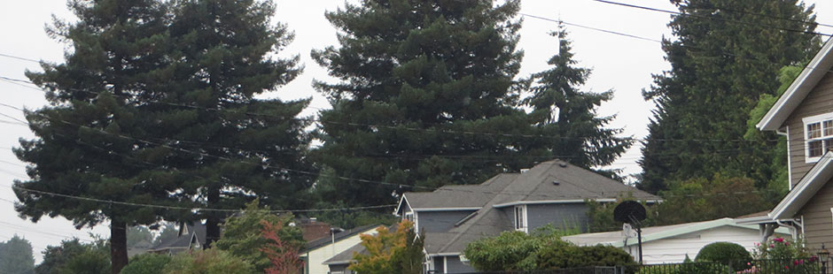 Tree Protection