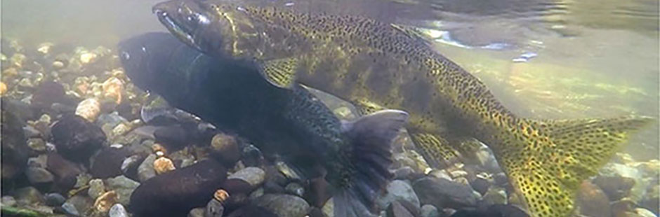salmon