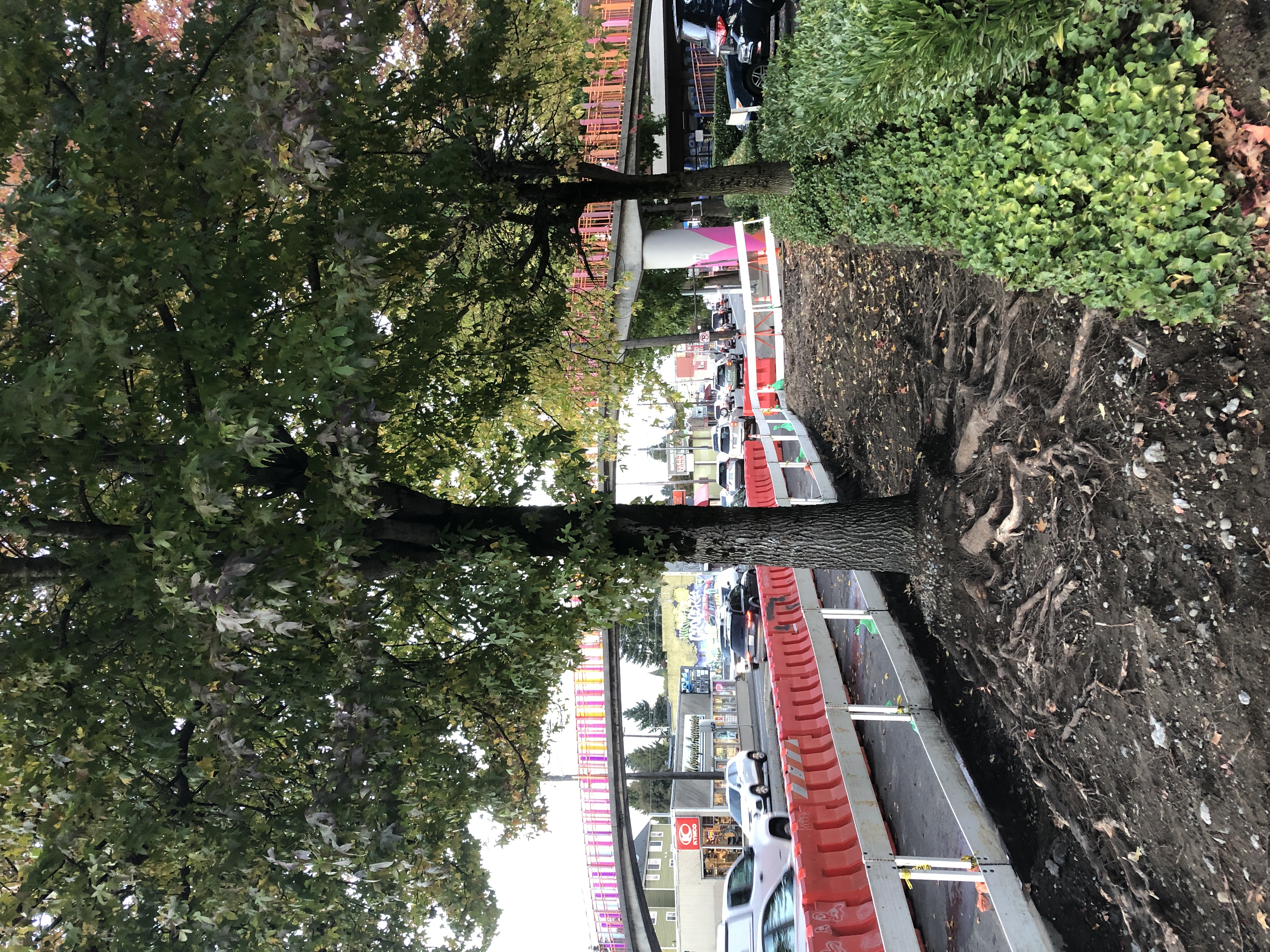 Photo of the ground where a sidewalk has been removed, revealing the root system of a tree