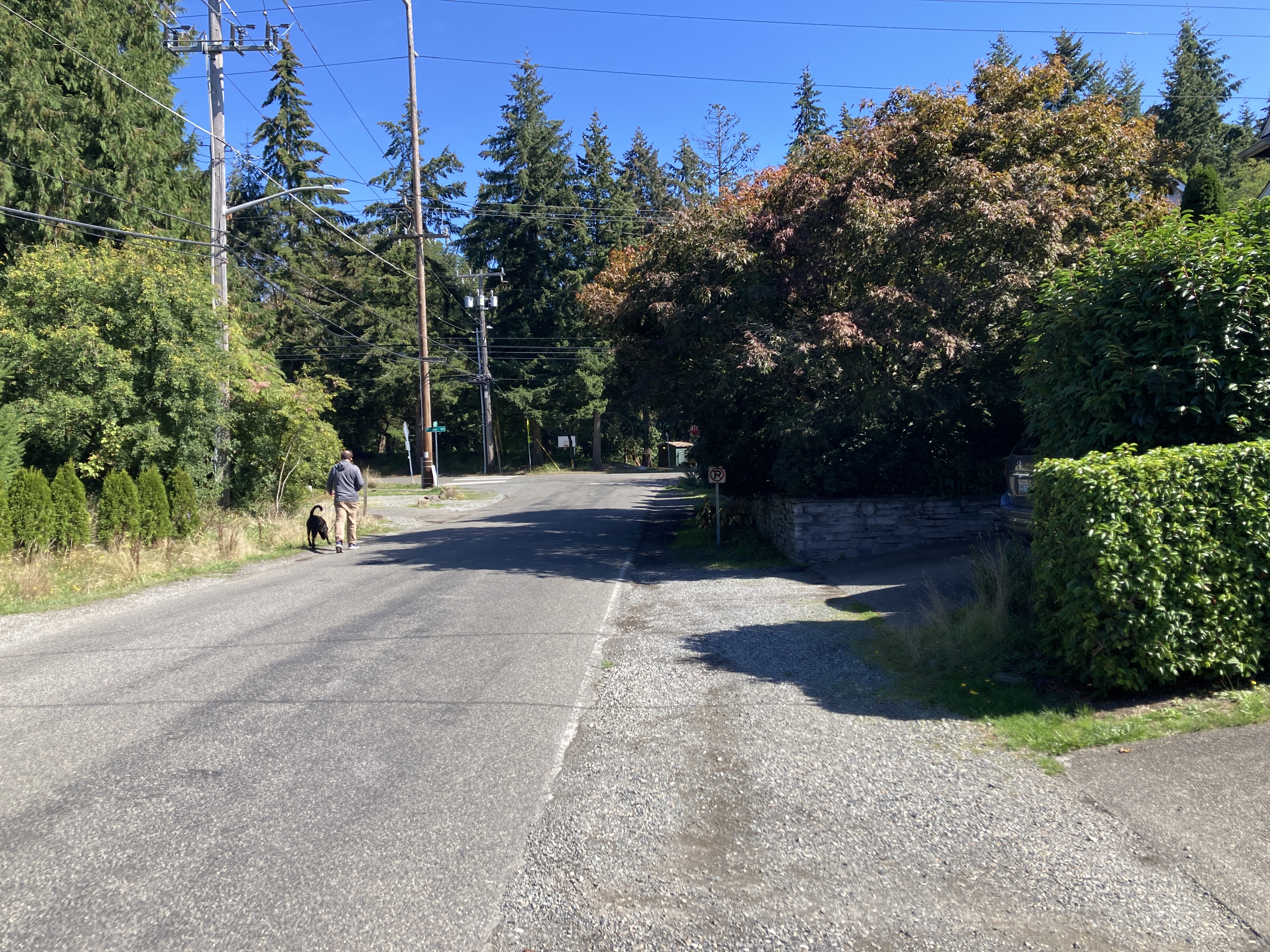 A person walking a dog along a paved street surrounded by trees and shrubs, with no sidewalks or formal walkways visible.