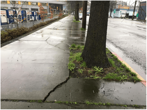 La acera adyacente a un árbol en la calle y a una franja de plantación muestra grietas y diferencias de altura en la acera.