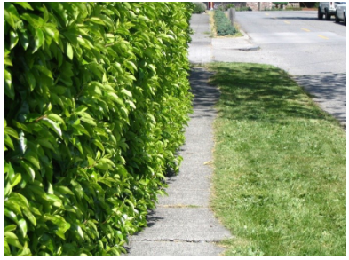 Sidewalk partially obstructed by laurel bushes.  Landscape area and street on the right. 