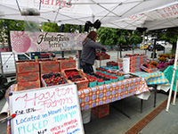 Vendor stocking a stall at the Ballard Farmers' Market.