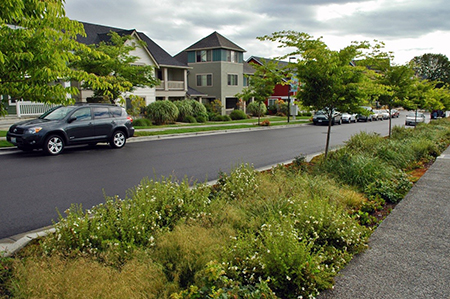 Rain Gardens on residential street