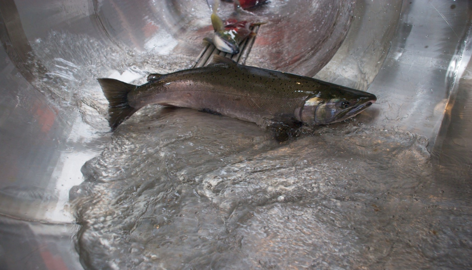 Photo of a salmon