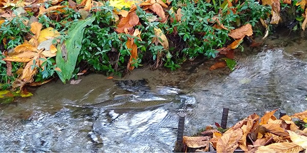 Spawning salmon in Fauntleroy Creek