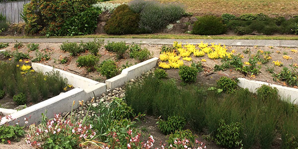 Photo of natural drainage system cells and plantings in the Broadview neighborhood.