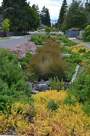 Rain garden plantings